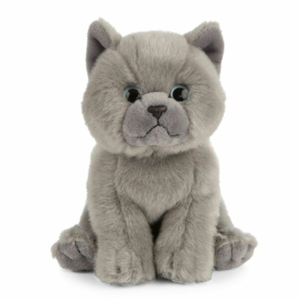 Chaton British