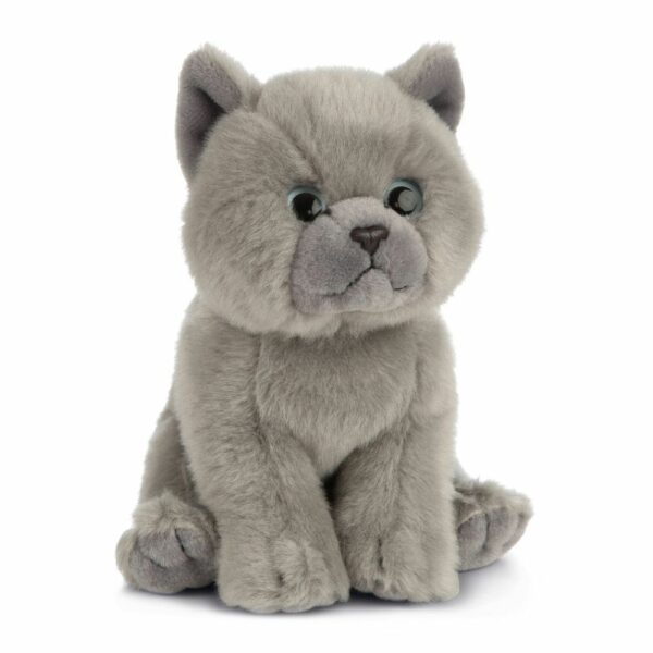 Chaton British – Image 2