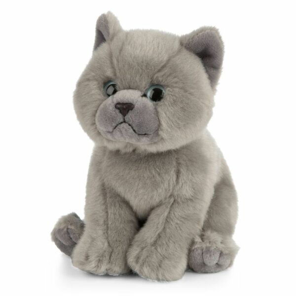 Chaton British – Image 3
