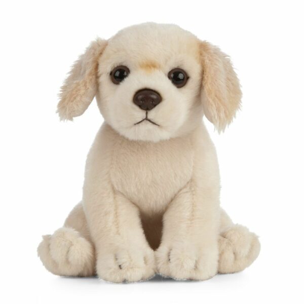 Chiot Golden Retriever