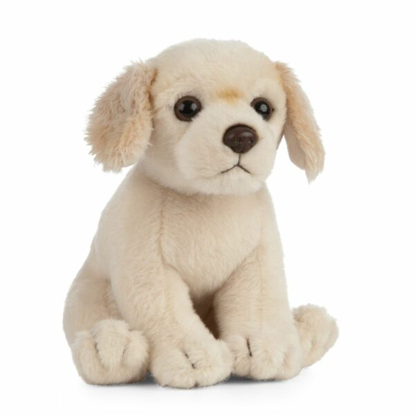 Chiot Golden Retriever – Image 2