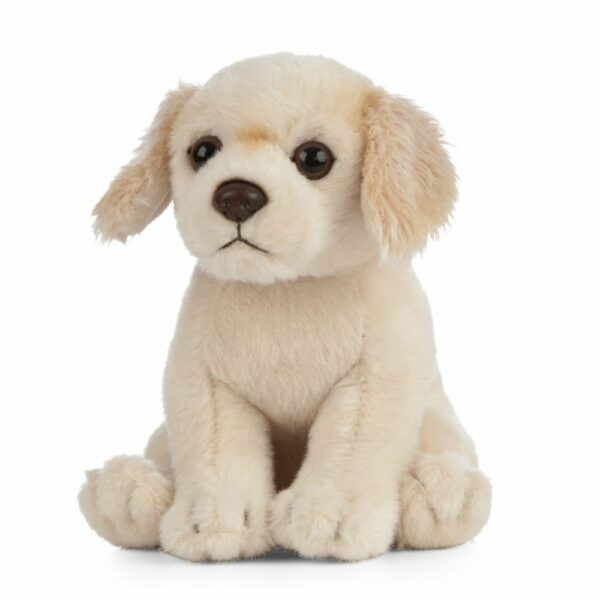 Chiot Golden Retriever – Image 3
