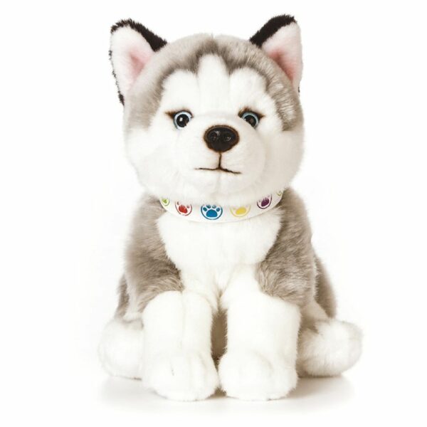 Chiot Husky Géant