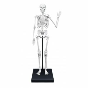 Squelette 85 cm