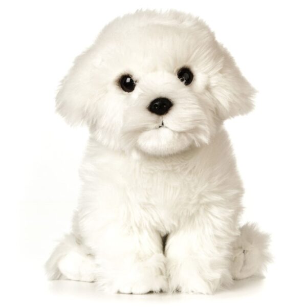 5037832316394-chien-maltais-geant